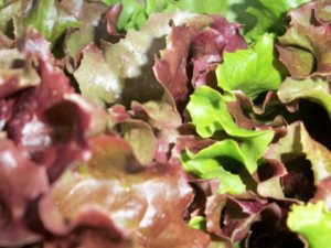 Lettuce