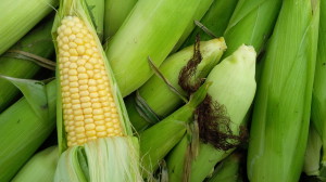 Corn October 31