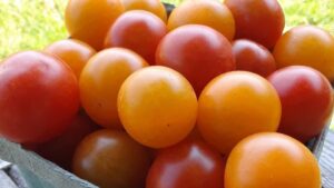 Miller’s Bay Farm Lombardy Ottawa Rideau Ferry Family Pumpkin Patch Strawberries Ontario